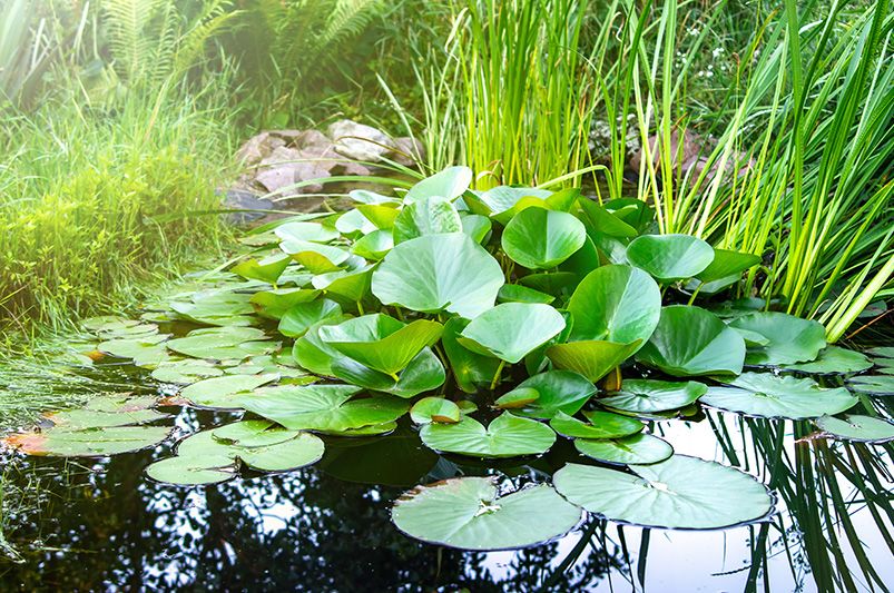 10 Reasons Adding Ponds Benefits Your Garden - Shrubhub