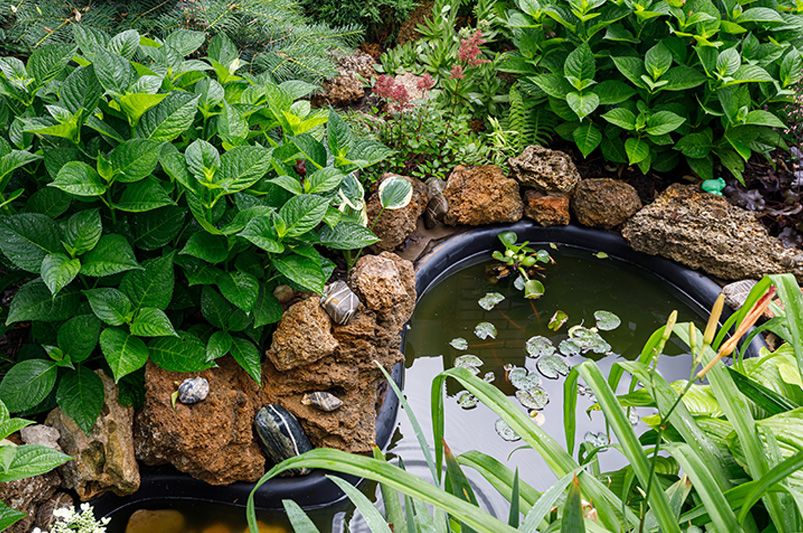 10 Reasons Adding Ponds Benefits Your Garden - Shrubhub