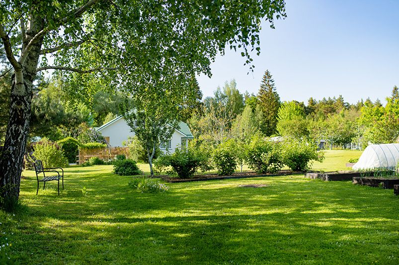 Best Types of Grasses for Planting Near Trees: Expert Tips - Shrubhub