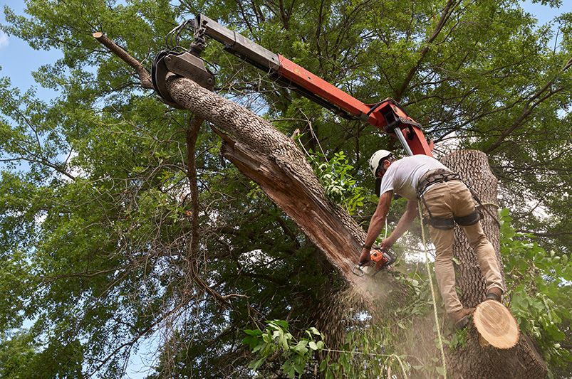 Transform Your Yard: What to Do with a Dead Tree - Shrubhub