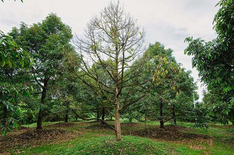 Transform Your Yard: What to Do with a Dead Tree - Shrubhub