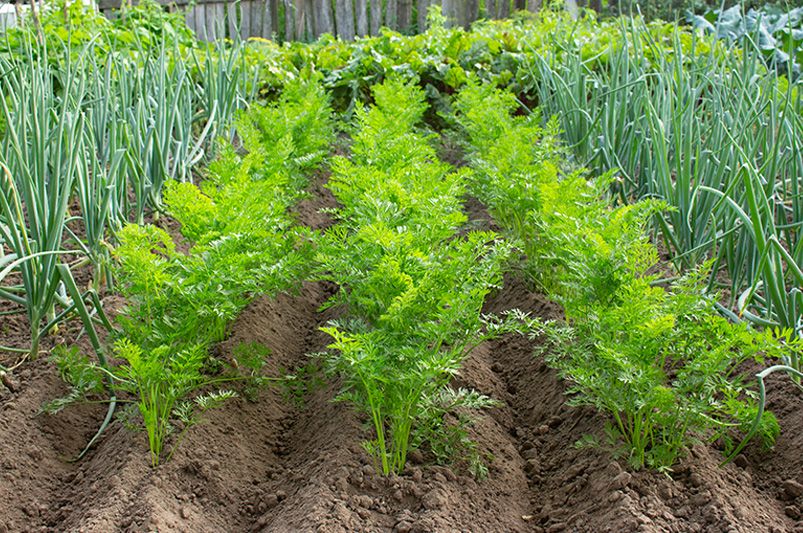 What is Companion Planting? Boost Your Garden's Health Naturally - Shrubhub