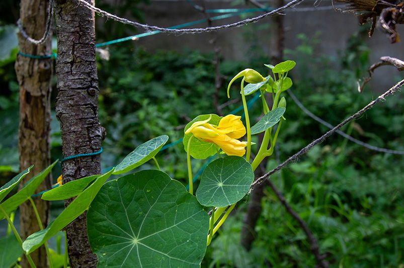 What is Companion Planting? Boost Your Garden's Health Naturally - Shrubhub