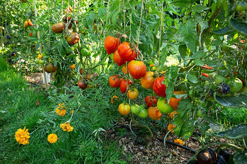 What is Companion Planting? Boost Your Garden's Health Naturally - Shrubhub