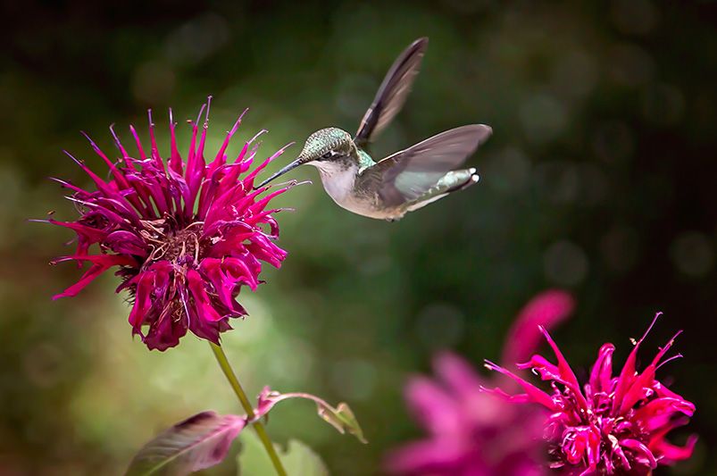 Butterfly Gardening: 5 Must-Have Pollinator Friendly Plants - Shrubhub