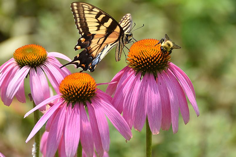 Butterfly Gardening: 5 Must-Have Pollinator Friendly Plants - Shrubhub