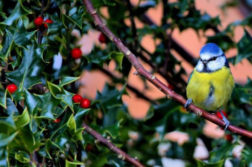 Top Holly Shrubs Varieties for Your Garden - Shrubhub