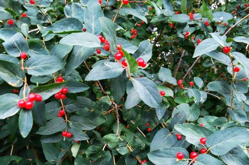 Top Holly Shrubs Varieties for Your Garden - Shrubhub