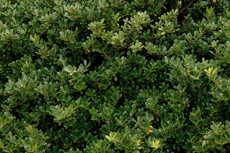 Top Holly Shrubs Varieties for Your Garden - Shrubhub