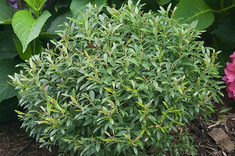 Top Holly Shrubs Varieties for Your Garden - Shrubhub