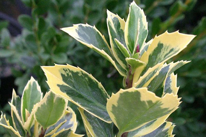 Top Holly Shrubs Varieties for Your Garden - Shrubhub