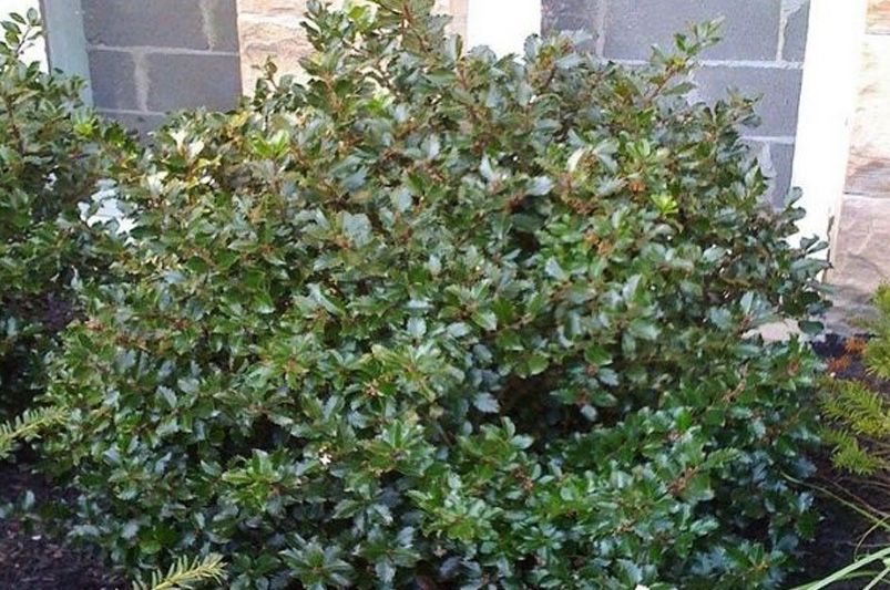 Top Holly Shrubs Varieties for Your Garden - Shrubhub