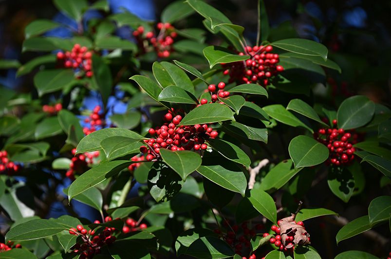 Top Holly Shrubs Varieties for Your Garden - Shrubhub