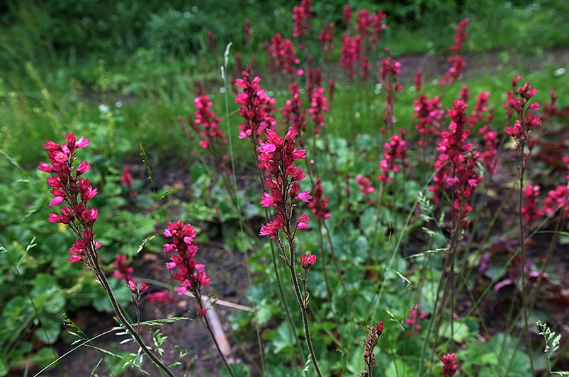 Coral Bells: A Guide to Planting, Growing, and Caring - Shrubhub