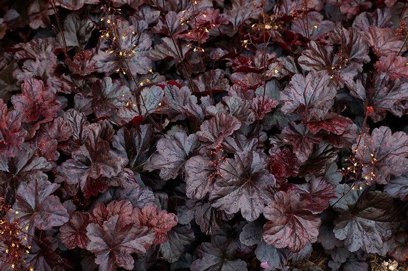 Coral Bells: A Guide to Planting, Growing, and Caring - Shrubhub