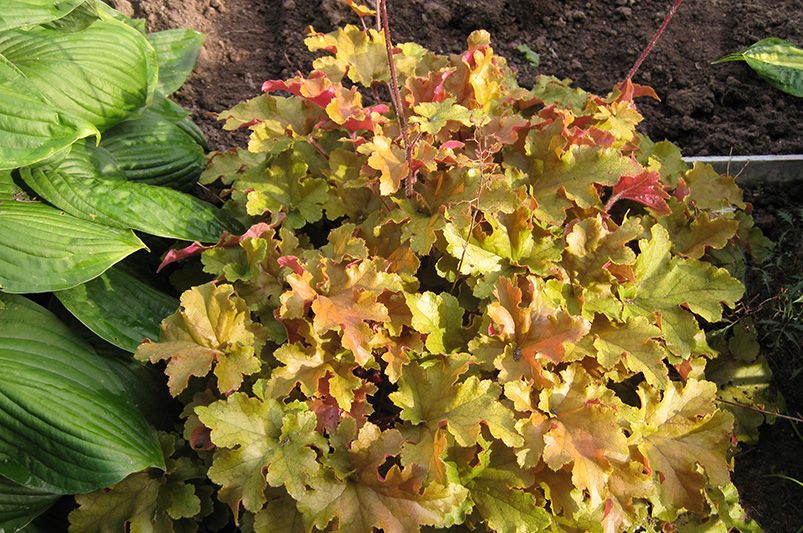 Coral Bells: A Guide to Planting, Growing, and Caring - Shrubhub