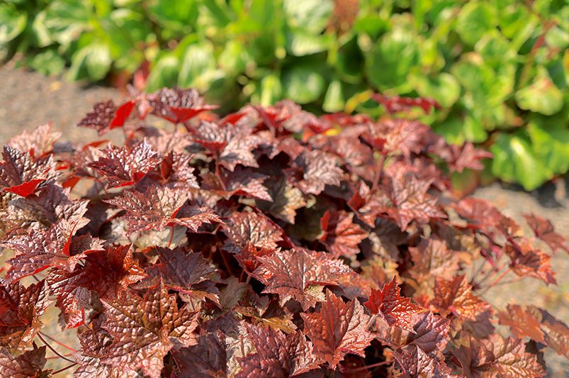 Coral Bells: A Guide to Planting, Growing, and Caring - Shrubhub