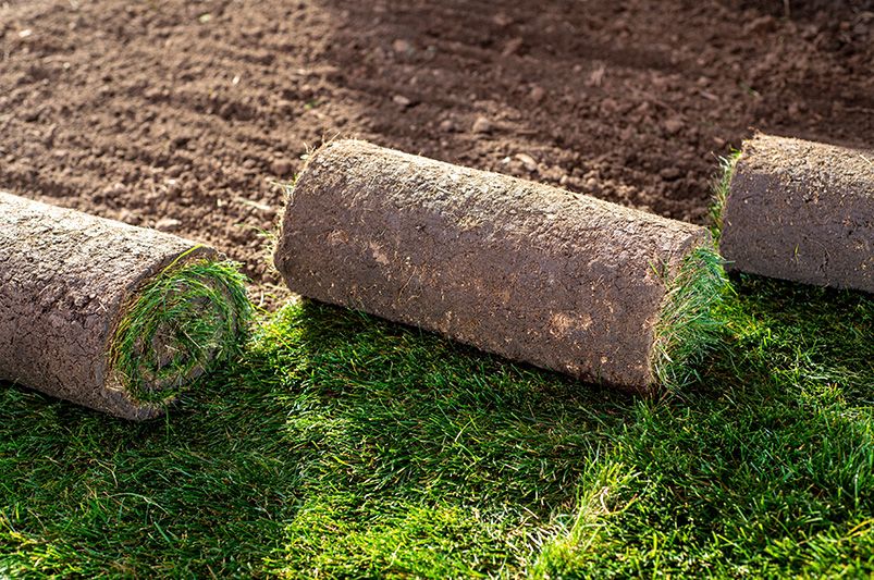 Natural Turf vs. Synthetic Turf: What’s Best for Your Yard - Shrubhub