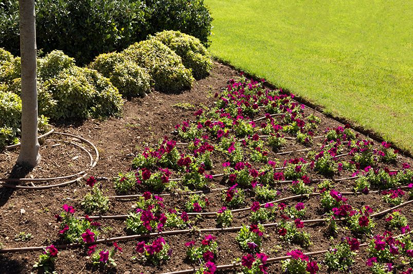 Low Maintenance Landscaping: Easy and Beautiful Solutions - Shrubhub