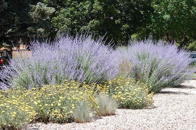 Low Maintenance Landscaping: Easy and Beautiful Solutions - Shrubhub