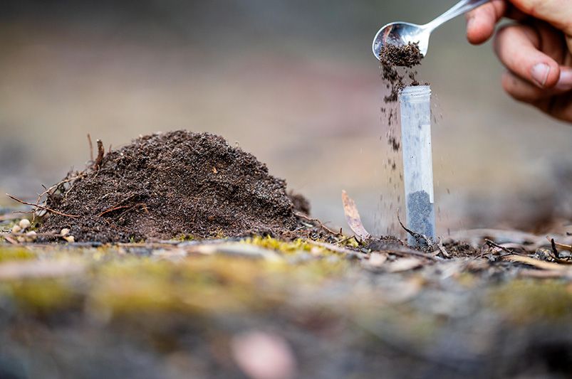 Why your lawn needs love too: The importance of soil health - Shrubhub