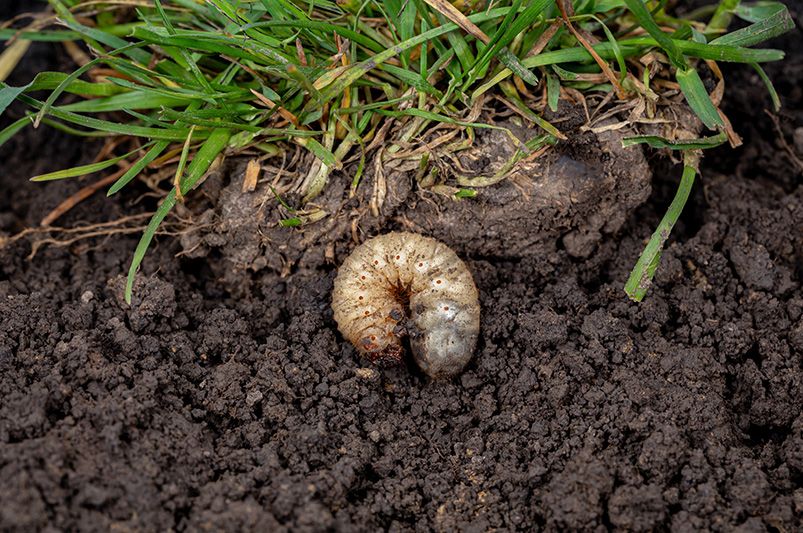 Why your lawn needs love too: The importance of soil health - Shrubhub