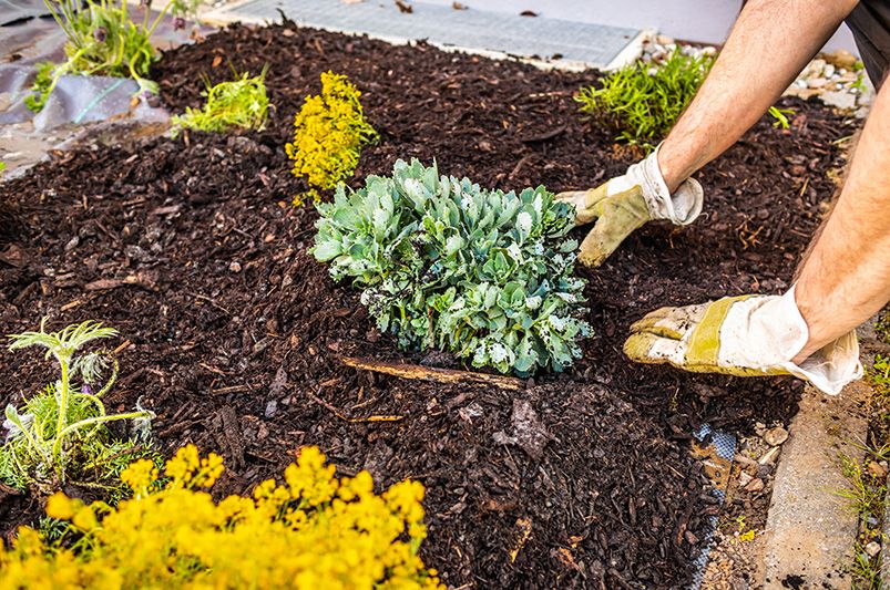 Top 3 benefits of using mulch in your landscaping - Shrubhub