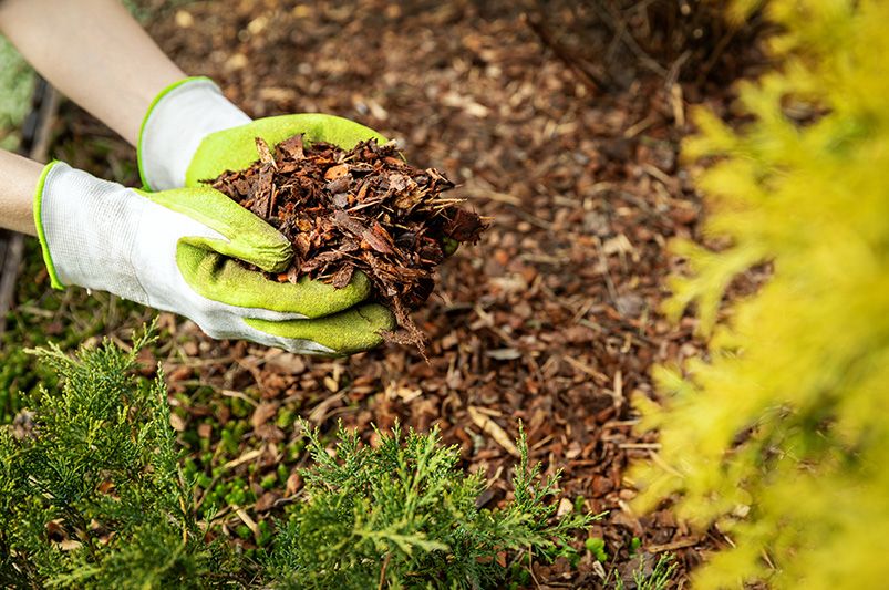 Top 3 benefits of using mulch in your landscaping - Shrubhub