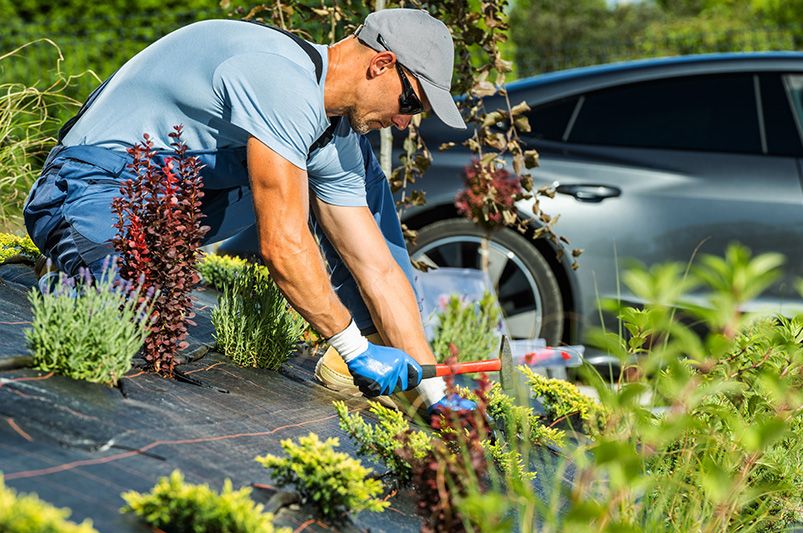 Cut Your Water Bill with Efficient Dripline Irrigation - Shrubhub