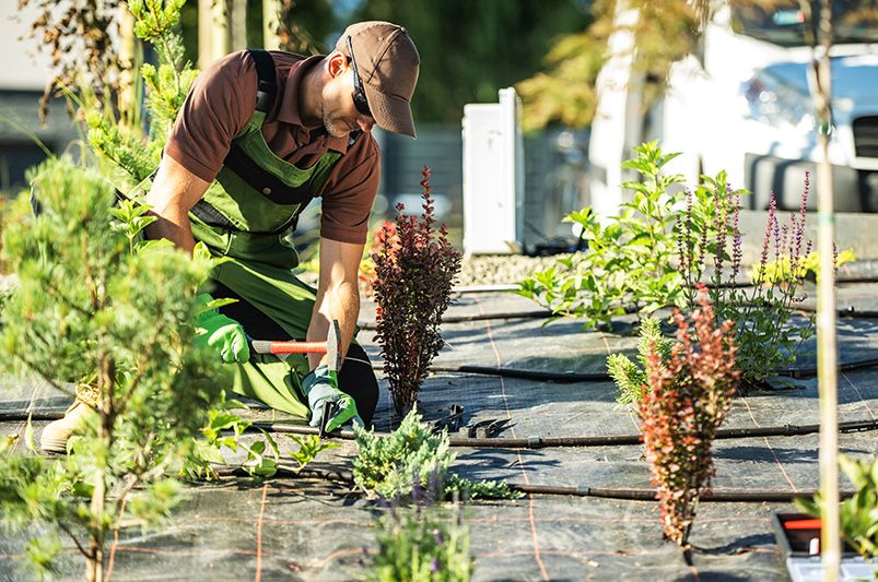 Cut Your Water Bill with Efficient Dripline Irrigation - Shrubhub