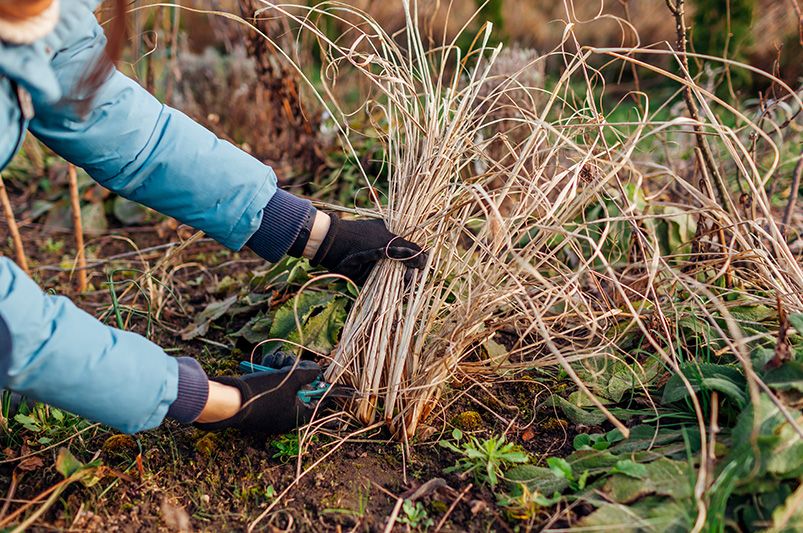 How to keep your landscaping looking great all year round - Shrubhub