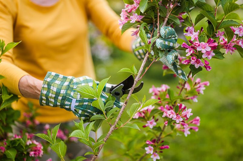 How to keep your landscaping looking great all year round - Shrubhub