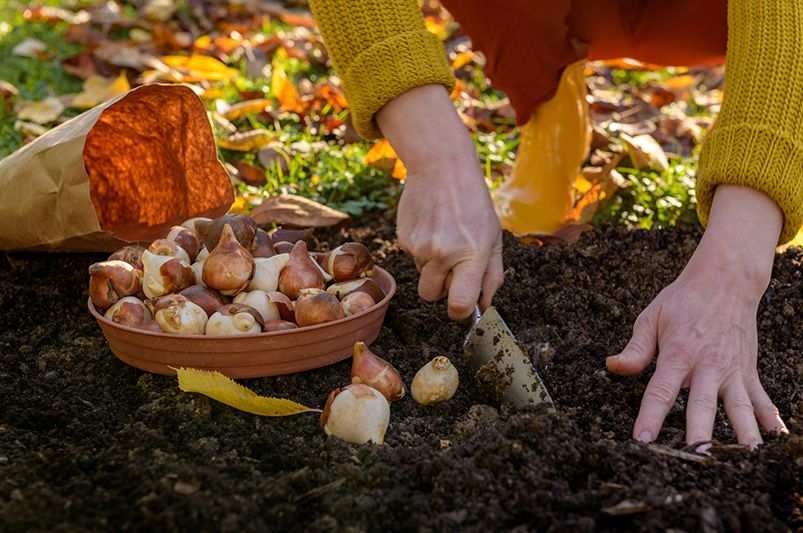 Beginner's Guide: Planting Spring Bulbs in Fall - Shrubhub