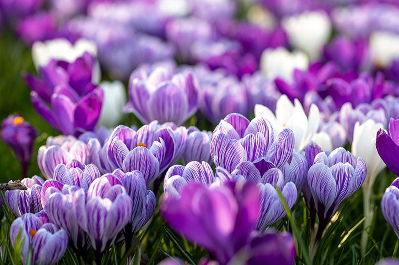 Beginner's Guide: Planting Spring Bulbs in Fall - Shrubhub