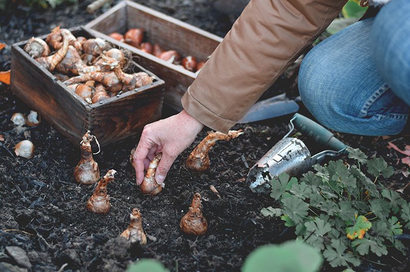 Beginner's Guide: Planting Spring Bulbs in Fall - Shrubhub