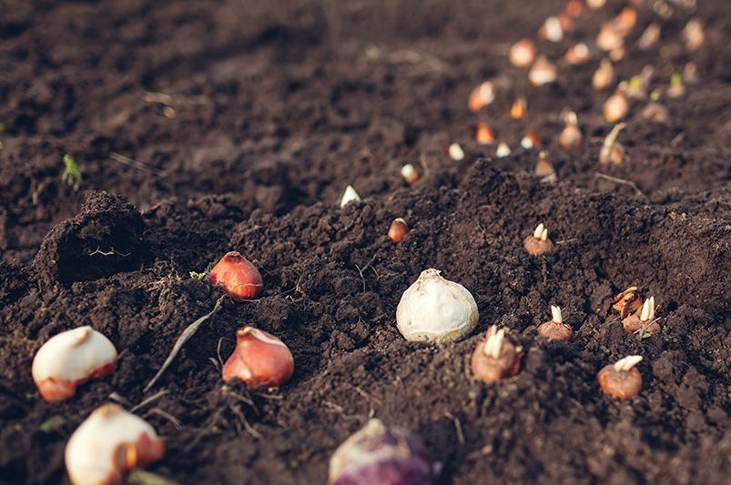 Beginner's Guide: Planting Spring Bulbs in Fall - Shrubhub