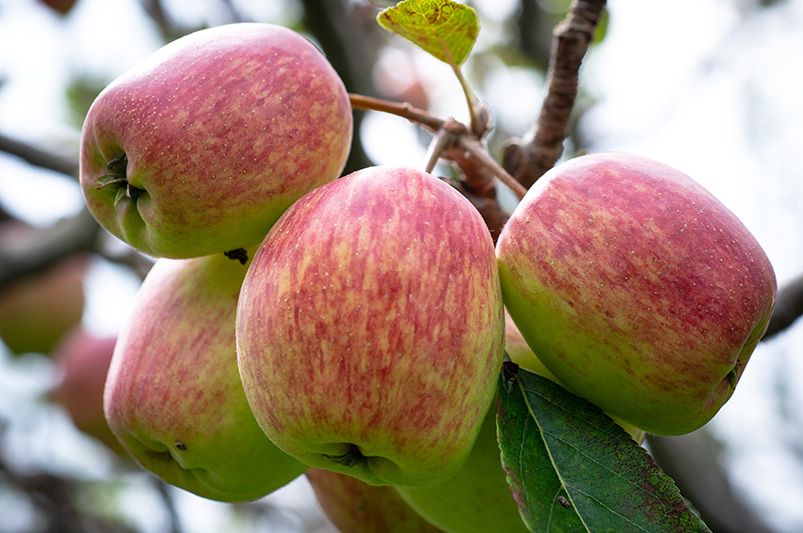 Essential Tips for Growing Healthy Apple Trees - Shrubhub