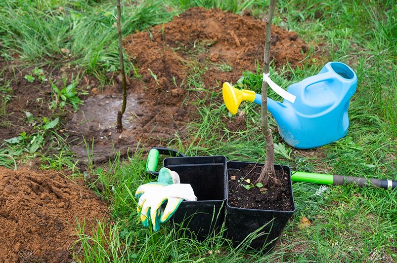 Essential Tips for Growing Healthy Apple Trees - Shrubhub