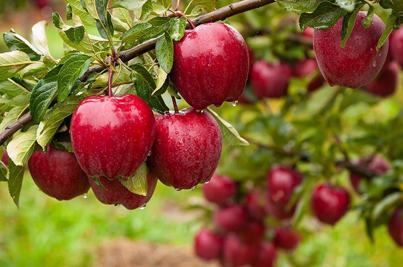 Essential Tips for Growing Healthy Apple Trees - Shrubhub