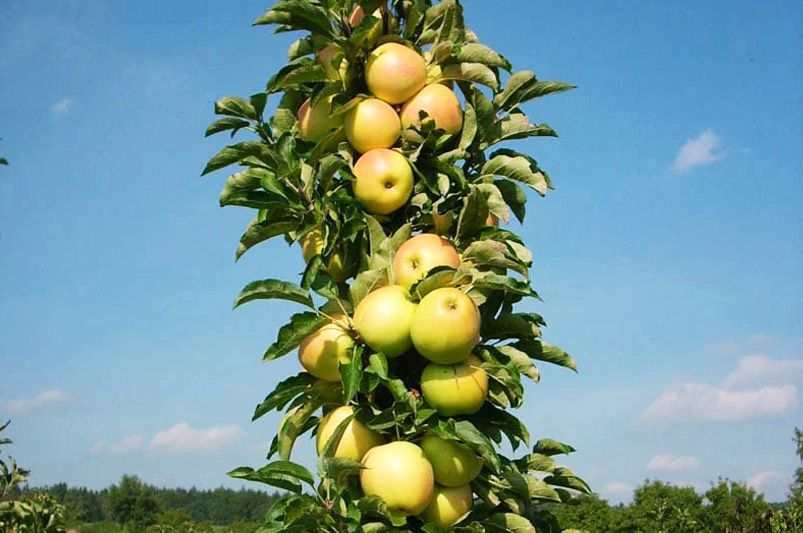 Essential Tips for Growing Healthy Apple Trees - Shrubhub