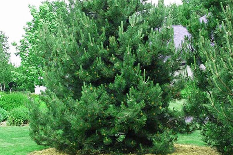 Evergreen Trees: Your Ultimate Guide to Year-Round Greenery - Shrubhub