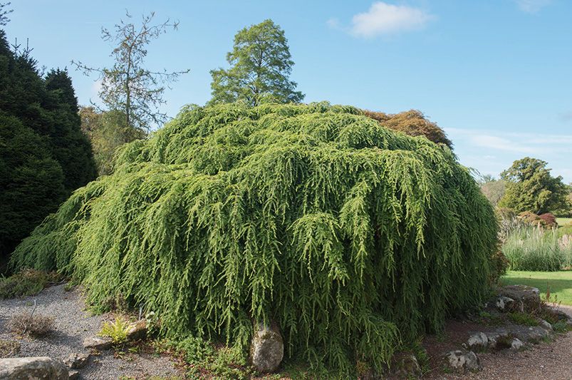 Evergreen Trees: Your Ultimate Guide to Year-Round Greenery - Shrubhub