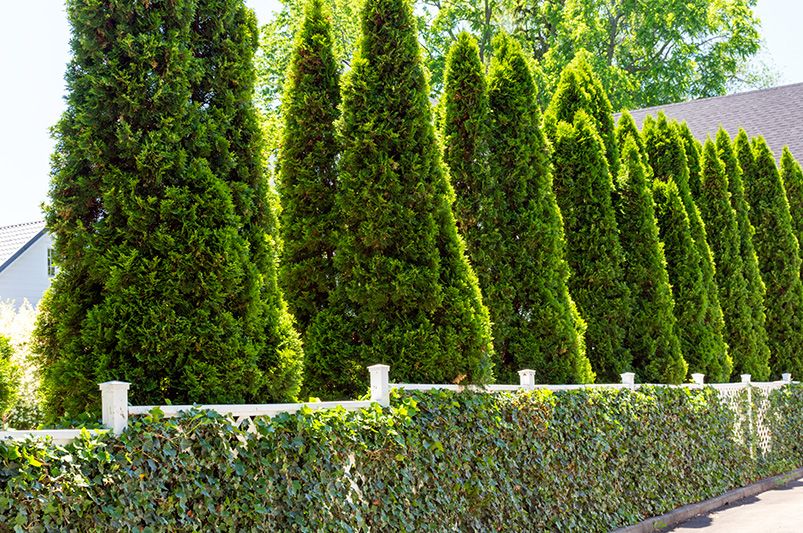 Evergreen Trees: Your Ultimate Guide to Year-Round Greenery - Shrubhub