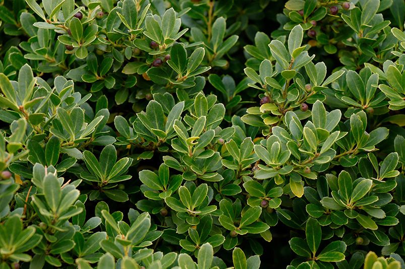 Evergreen Trees: Your Ultimate Guide to Year-Round Greenery - Shrubhub