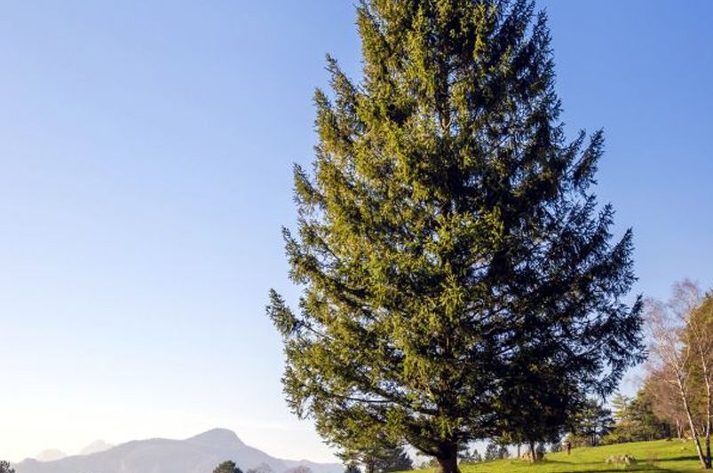 Evergreen Trees: Your Ultimate Guide to Year-Round Greenery - Shrubhub