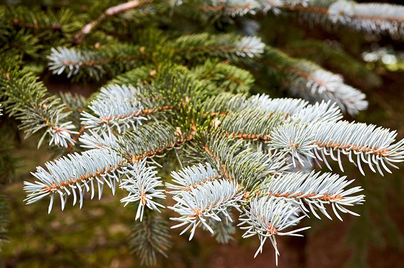 Evergreen Trees: Your Ultimate Guide to Year-Round Greenery - Shrubhub