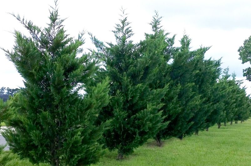 Evergreen Trees: Your Ultimate Guide to Year-Round Greenery - Shrubhub