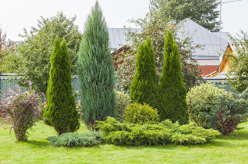 Evergreen Trees: Your Ultimate Guide to Year-Round Greenery - Shrubhub