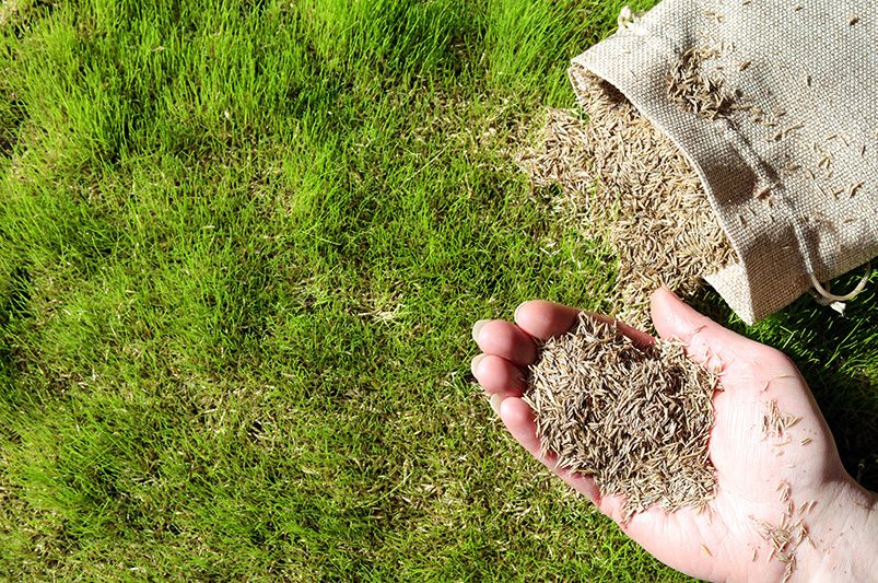 The Benefits of Overseeding Your Lawn - Shrubhub