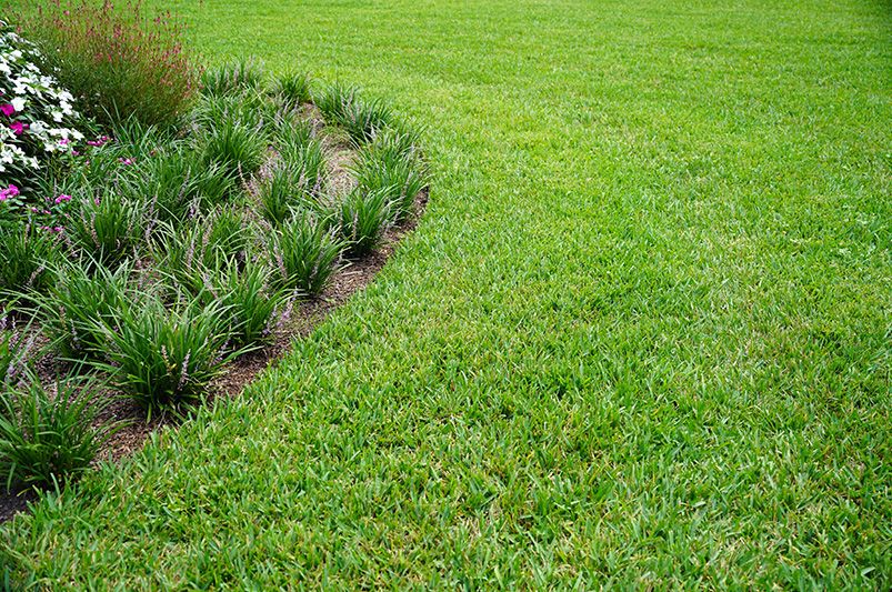 The Benefits of Overseeding Your Lawn - Shrubhub